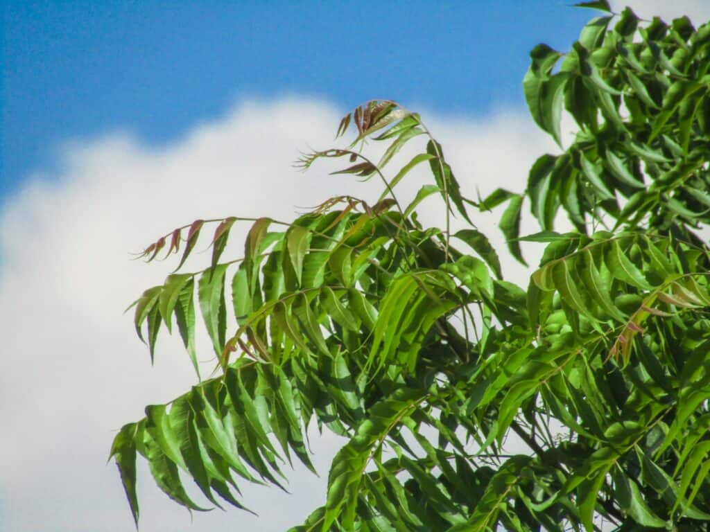 Unlock the Battle of Molting Essential: Boost Your Birds with Feather Glow (450g) 7 green leafed tree during daytime