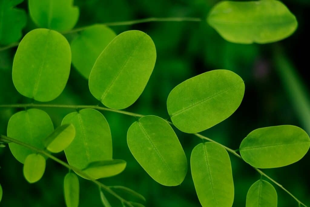 Unlock the Battle of Molting Essential: Boost Your Birds with Feather Glow (450g) 6 Moringa