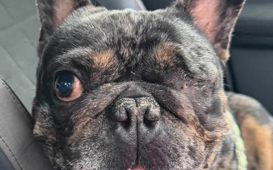 Gabriel the special needs French Bulldog
