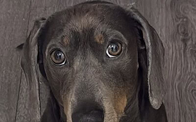 Oscar the Miniature Dachshund Boy