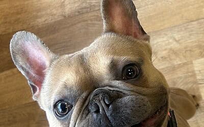 Bubba the French Bulldog