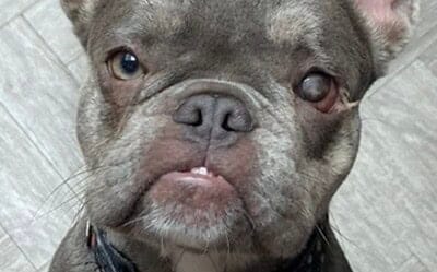 Blinkie the French Bulldog