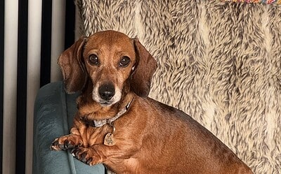 Edith the Miniature Dachshund