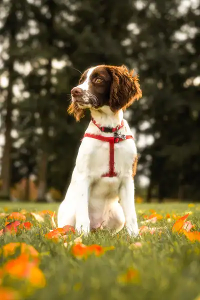 white puppy with a brown head and red collar