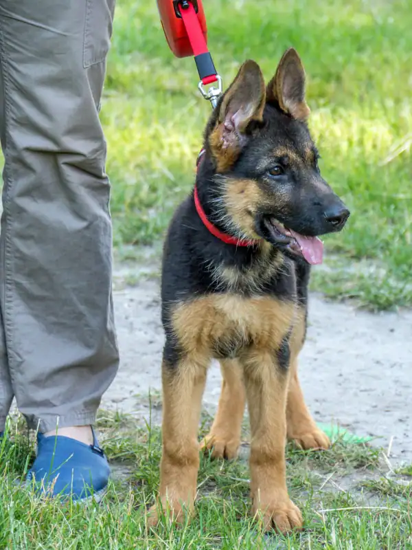 German Sheppard pup with a red collar