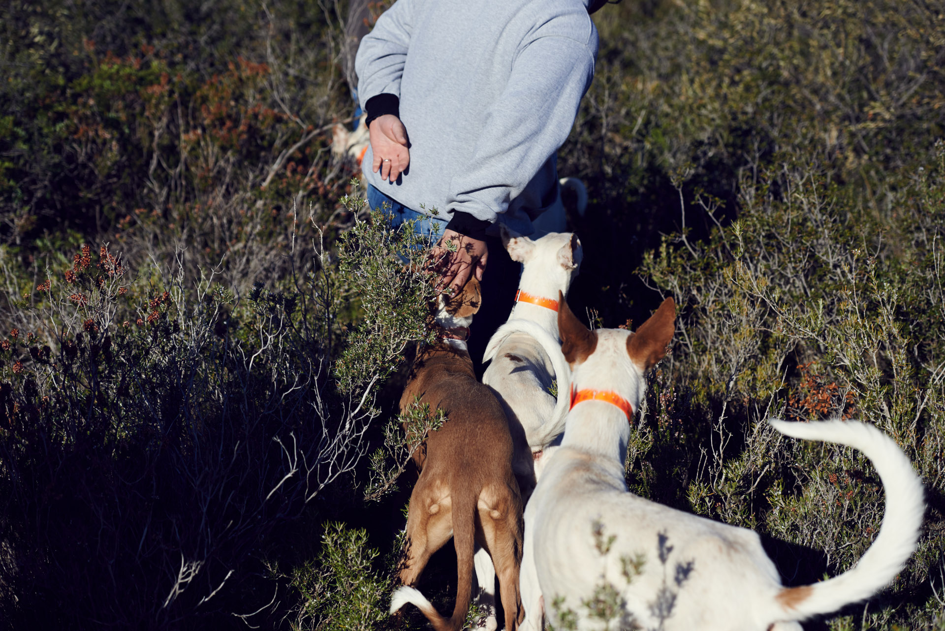 Podenco – Hasenjagd