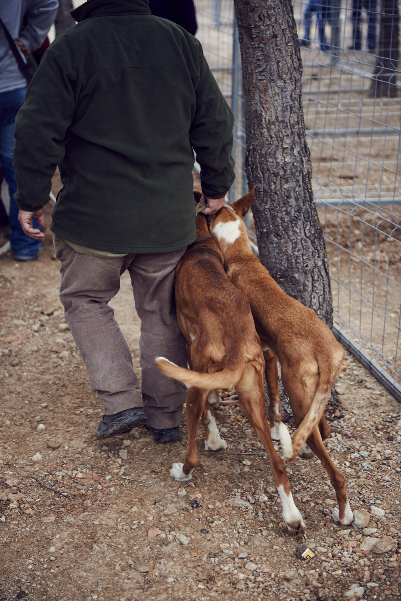 Podenco – Hasenjagd