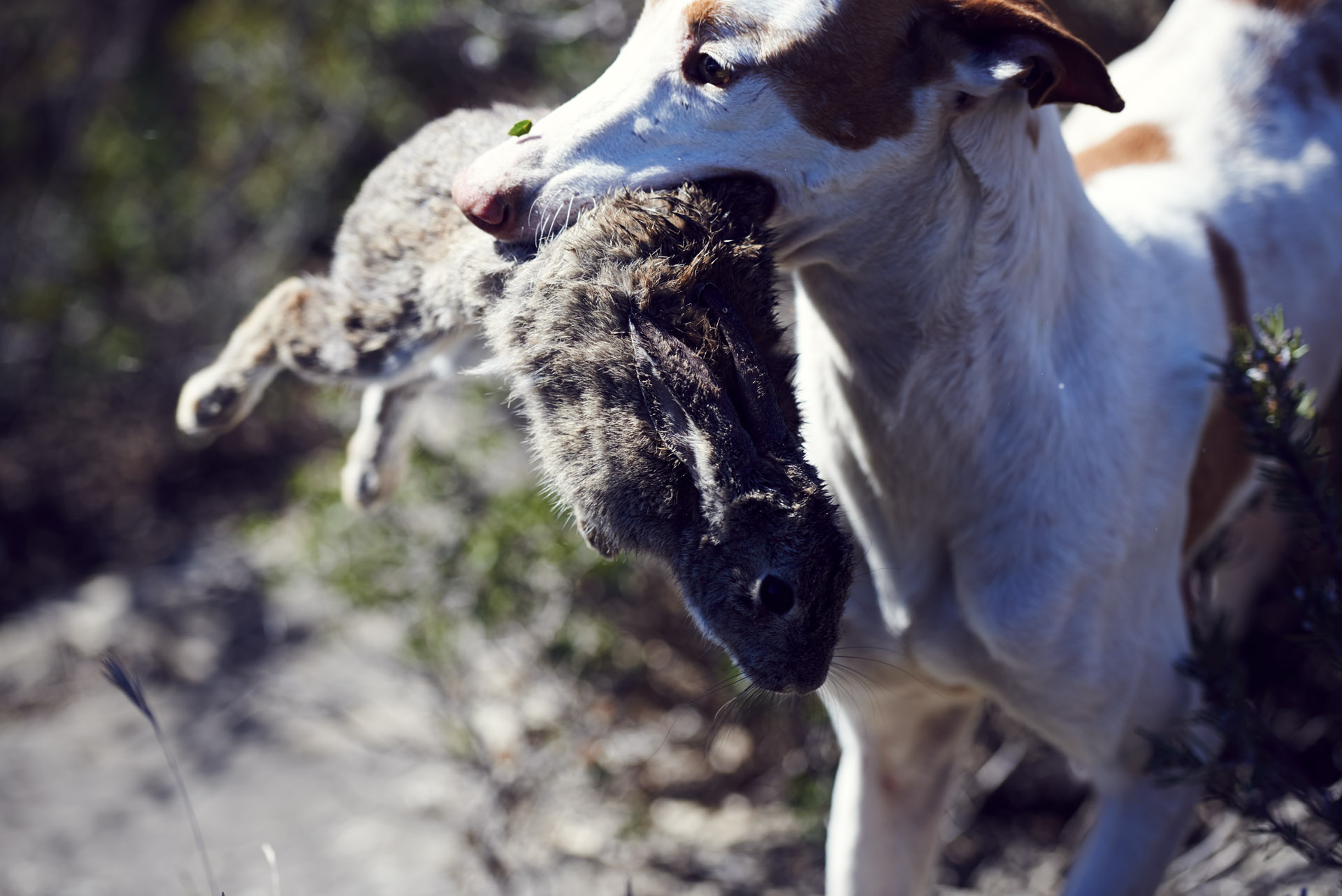 Podenco – Hasenjagd