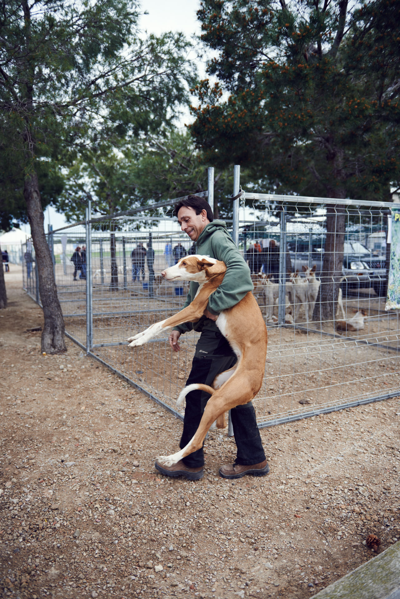 Podenco – Hasenjagd