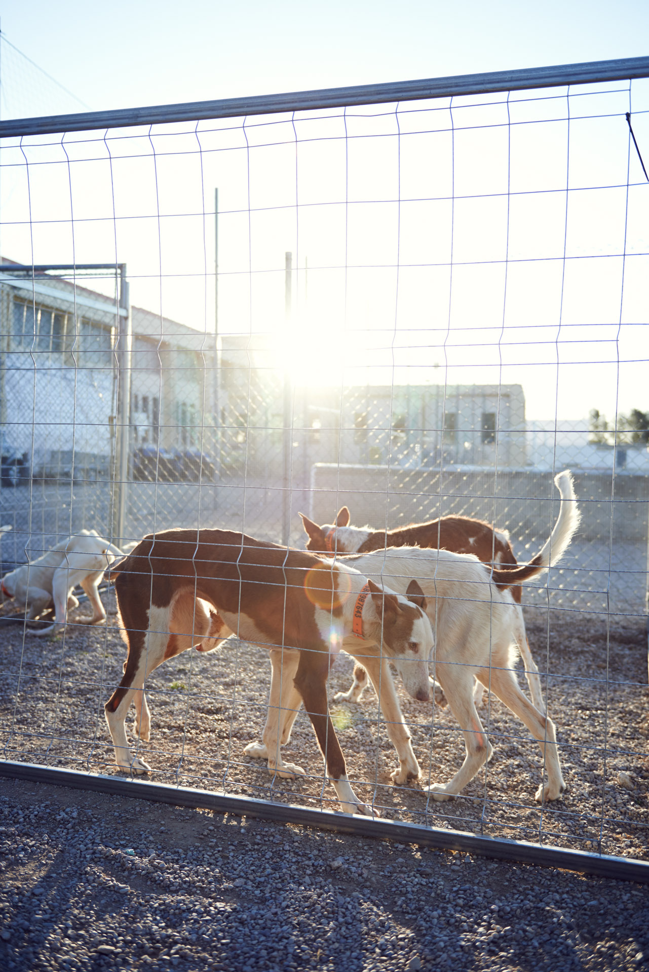Podenco – Hasenjagd