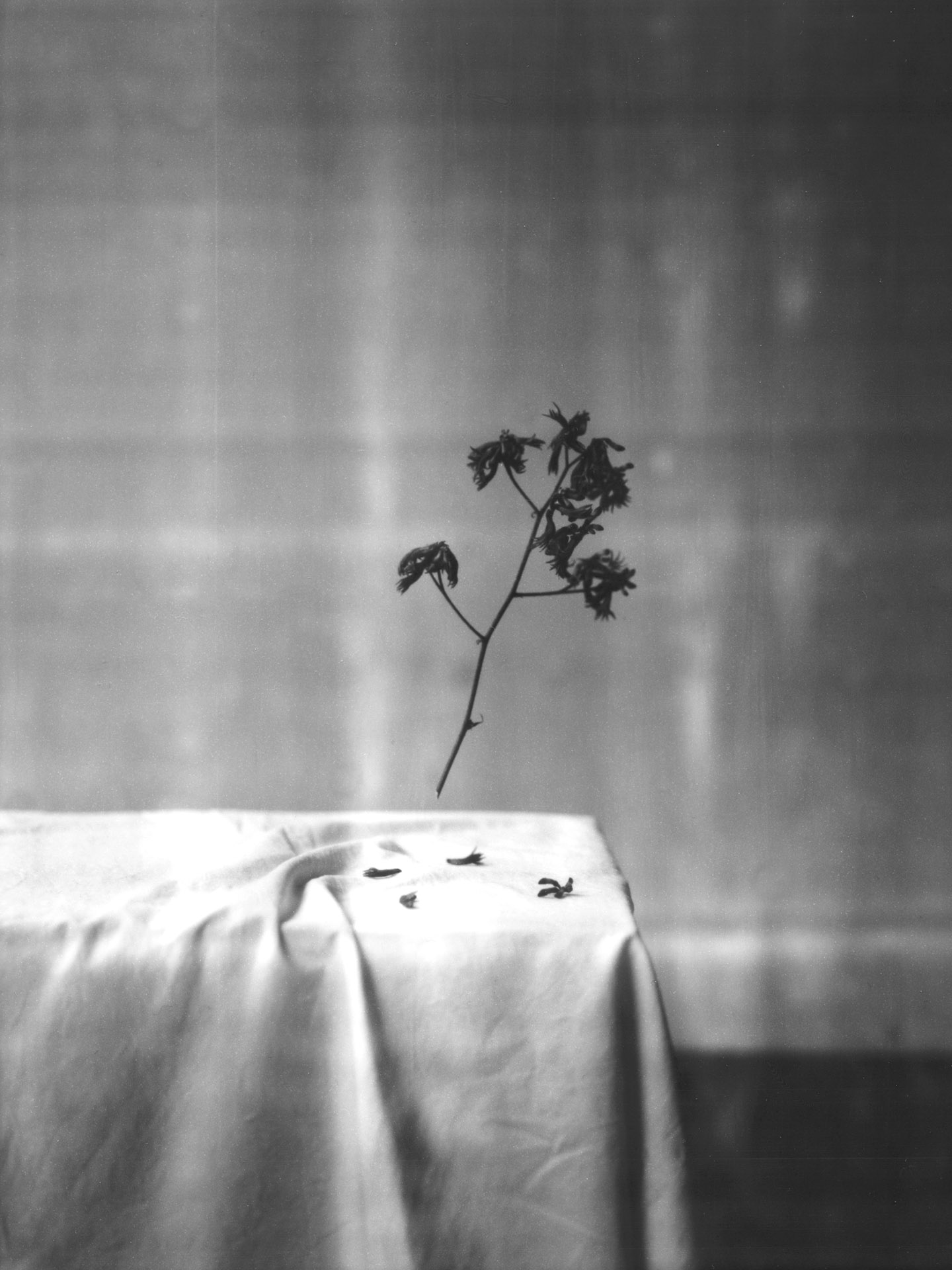 lukaslienhard_food_fotograf_zuerich_artisan-1