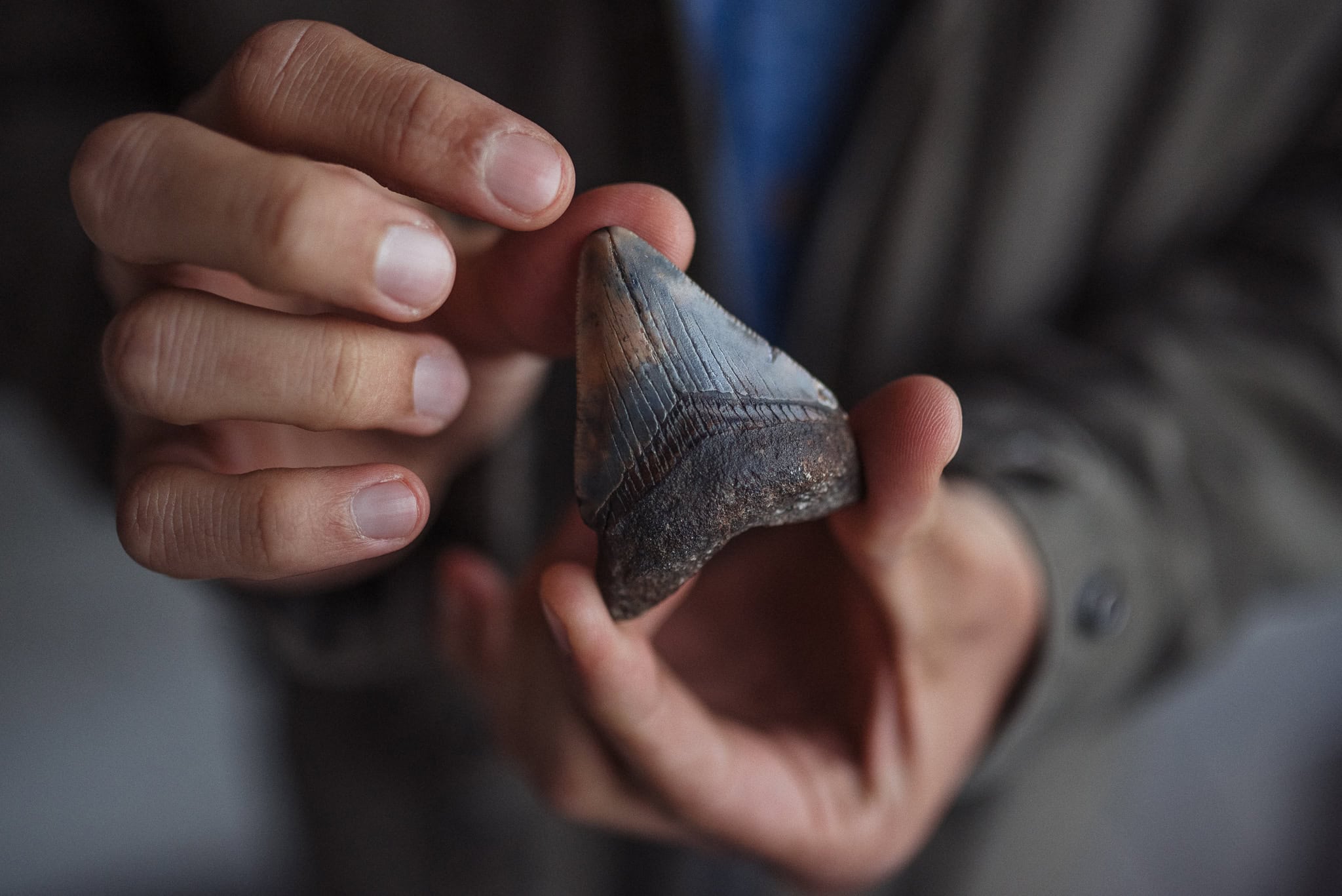 A person's hands carefully hold a large, fossilised shark tooth, showcasing its serrated edges and ancient texture.