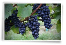 Lynfer Estate Grapes