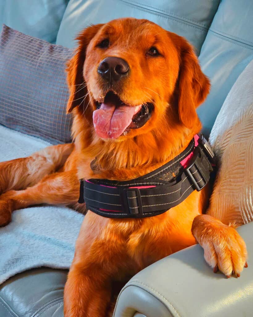 Honey Paw on Couch