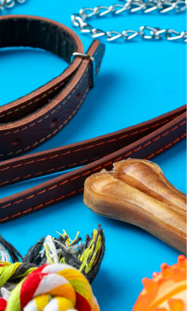 Leather dog collar with chain, dog toy, and tug-of-war rope on blue background.