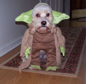 Yoda Dog Insists on Planning Your Freelance Writing Schedule
