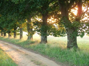 How an Unpaved Road Led to Freelance Writing Success. Makealivingwriting.com