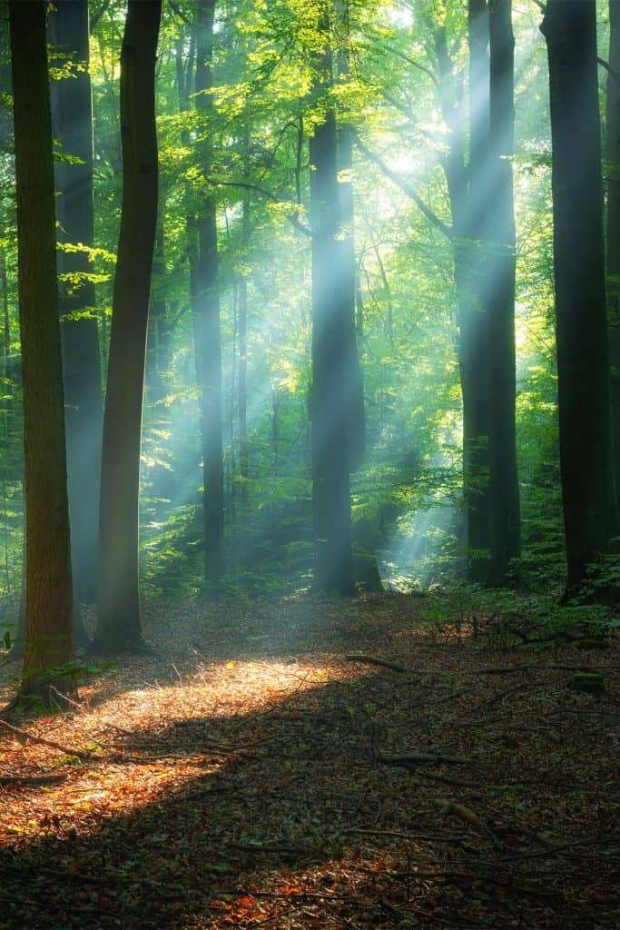 dark forest with beam of light shining through