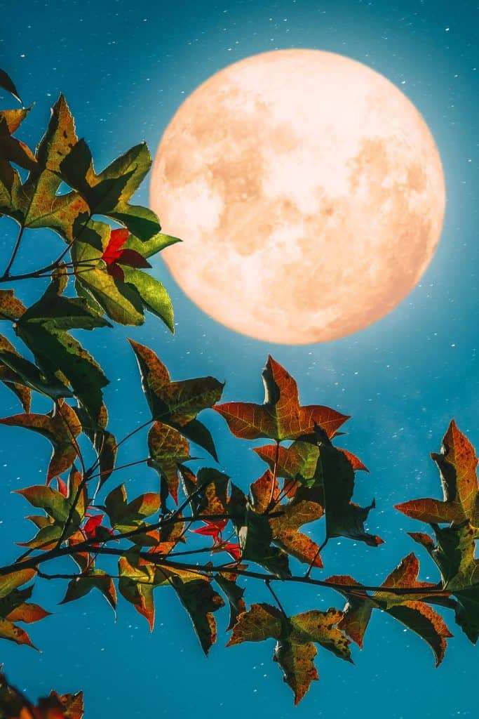 full moon in autumn with dark starry sky and leaves changing color