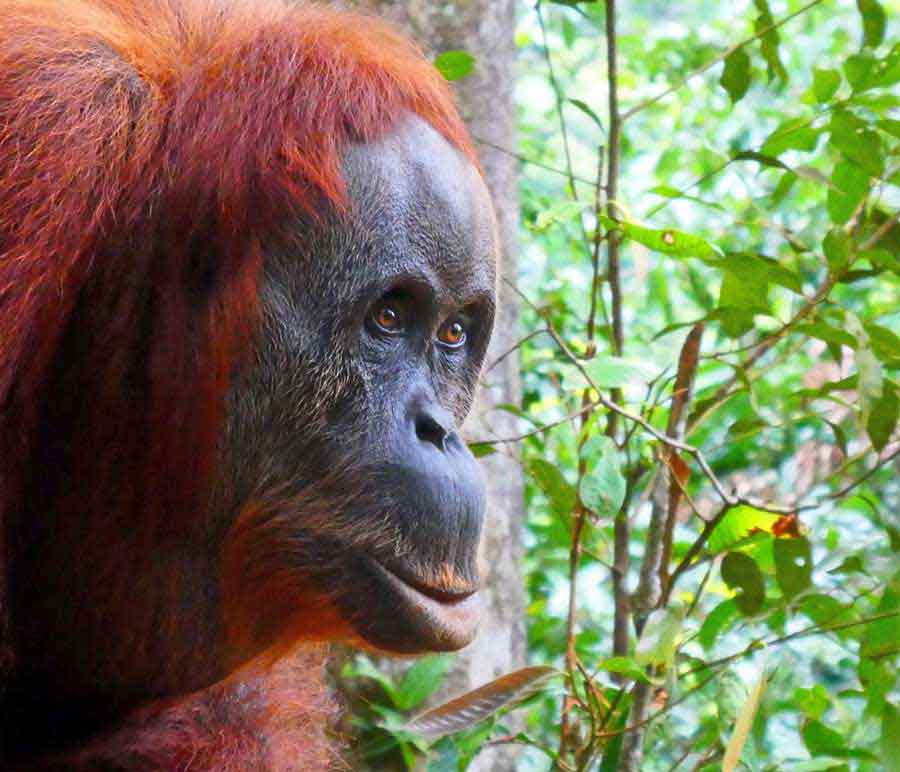 Bukit Lawang Jungle Trekking, Sumatra Orangutan Tour: How to See Bukit Lawang Orangutans 3 Closeup look of the orangutan in Bukit Lawang, Sumatra