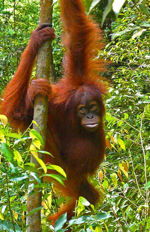 Bukit Lawang Jungle Trekking, Sumatra Orangutan Tour: How to See Bukit Lawang Orangutans 11 A closeup look of the Orangutan at Bukit Lawang, Sumatra