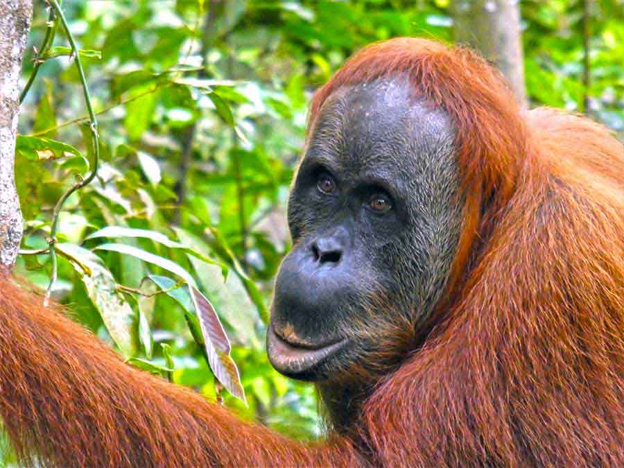 Bukit Lawang Jungle Trekking, Sumatra Orangutan Tour: How to See Bukit Lawang Orangutans 15 A close-up look of the rehab orangutan at Bukit Lawang, Sumatra