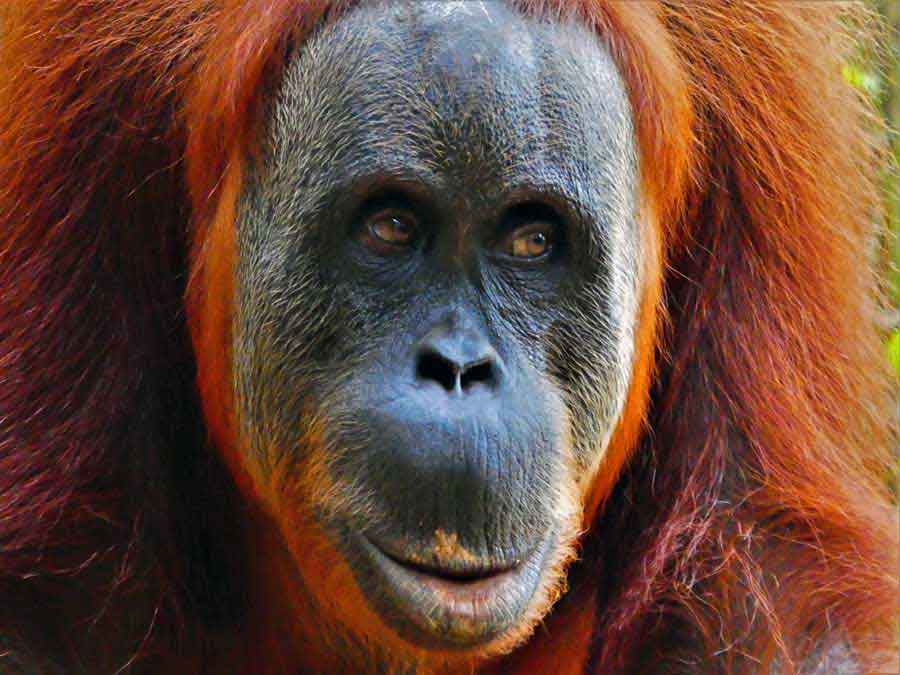 Bukit Lawang Jungle Trekking, Sumatra Orangutan Tour: How to See Bukit Lawang Orangutans 16 A close-up look of the face of the orange orangutan at Bukit Lawang, Sumatra
