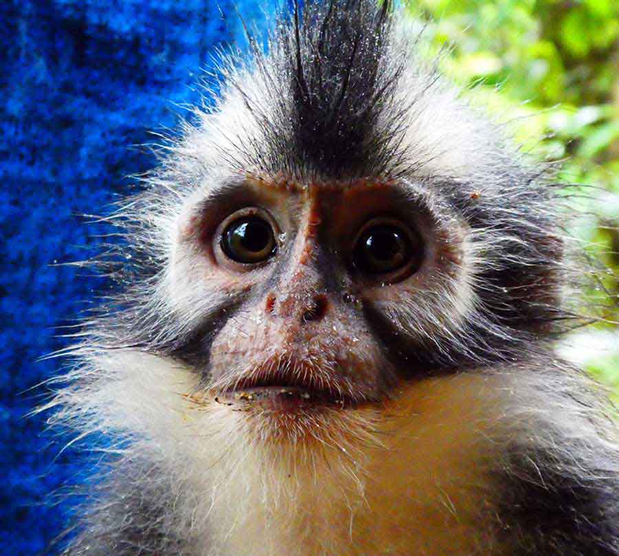 Bukit Lawang Jungle Trekking, Sumatra Orangutan Tour: How to See Bukit Lawang Orangutans 18 Close-up look of the cheeky Thomas leaf monkey at Sumatra