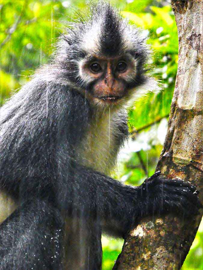 Bukit Lawang Jungle Trekking, Sumatra Orangutan Tour: How to See Bukit Lawang Orangutans 19 The disgruntled look of the Thomas leaf monkey at Bukit Lawang, Sumatra