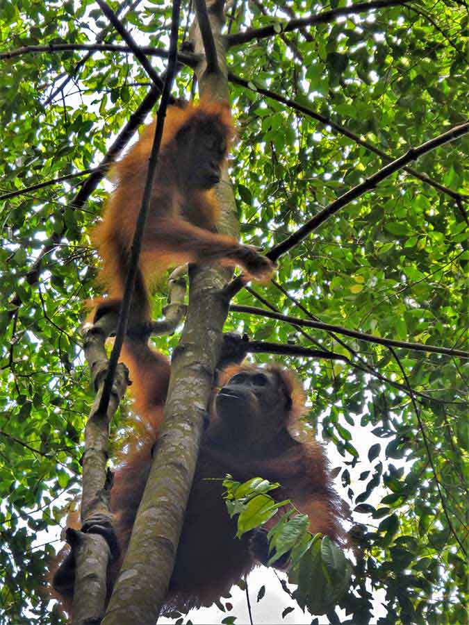 Bukit Lawang Jungle Trekking, Sumatra Orangutan Tour: How to See Bukit Lawang Orangutans 10 Mother and baby orangutan in the canopy at Bukit Lawang, Sumatra