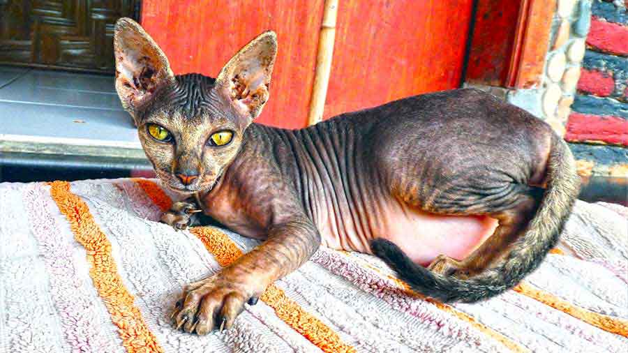 Bukit Lawang Jungle Trekking, Sumatra Orangutan Tour: How to See Bukit Lawang Orangutans 25 A cute alien-faced kitten with a yellow color eyes in Bukit Lawang, Sumatra
