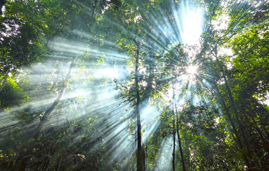 Bukit Lawang Jungle Trekking, Sumatra Orangutan Tour: How to See Bukit Lawang Orangutans 14 The morning sun shining through the fire from our campfire and the jungle canopy