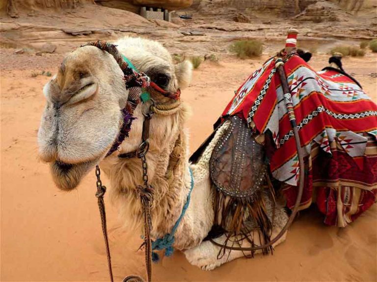 Is a night at a Wadi Rum Camp on your Jordan bucket list? It certainly will be after this. Experience true Bedouin hospitality & life at a Wadi Rum Desert camp. #WadiRum #Jordan #MiddleEast