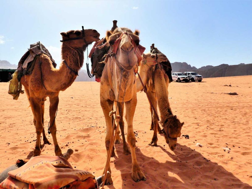 Wadi Rum Desert Camp Experience. what to expect of this awesome experience in Jordan. Follow the footsteps of the Bedouin people in this UNESCO listed site. #MiddleEast #Jordan #BucketList #UNESCO #Camping #DesertLove #Bedouin #BeautifulDestinations