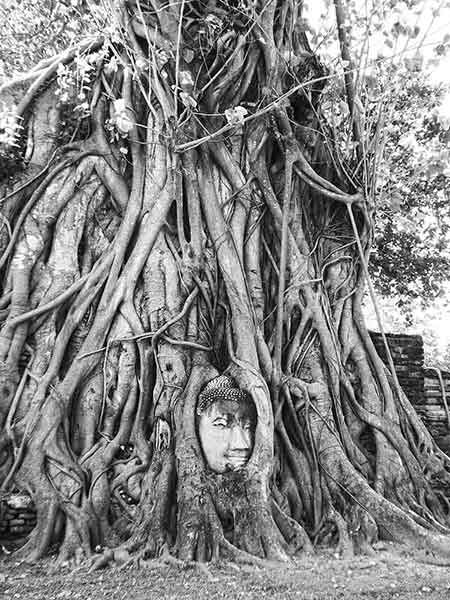Best Bangkok Itinerary: 4 Days Guide to Thailand's Capital 20 The famous Buddha head entwined in the Bhodi Fig Tree at Ayutthaya