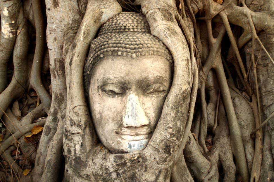Face carved in a tree in Ayutthaya Ruins