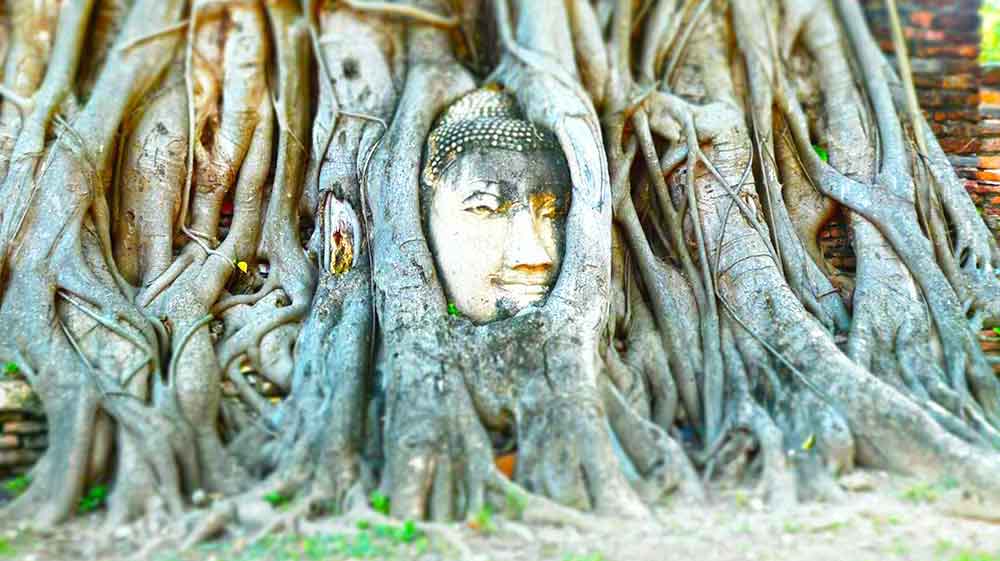 An iconic Buddha head intertwined at the Bodhi Tree in Ayutthaya, Thailand.