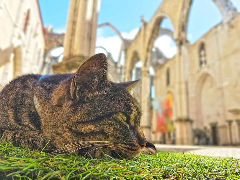 The Best 2 Days in Lisbon Itinerary: How to Spend Two Days in Lisbon, Portugal 11