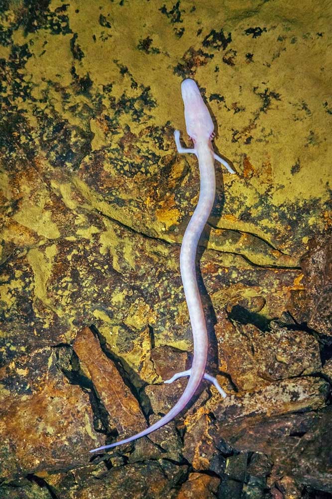 A long olm or baby dragon found in the Postojna Cave