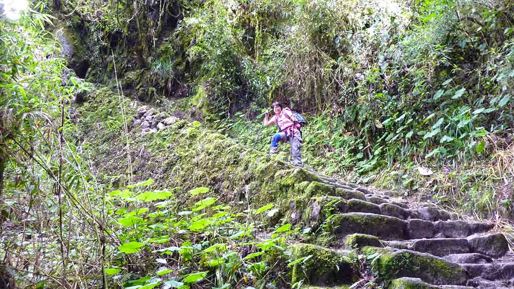 G Adventures Inca Trail Review: What to Expect on The Inca Trail Trek to Machu Picchu 19 A lady wearing a pink tshirt and carrying two walking poles going up the stairs on the Inca Trail in the Cloud Forest part of the trail.