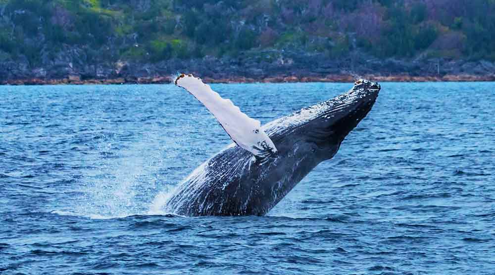 Whale Watching in Colombia’s Pacific -  Complete Guide to Watching Whales in Colombia 2