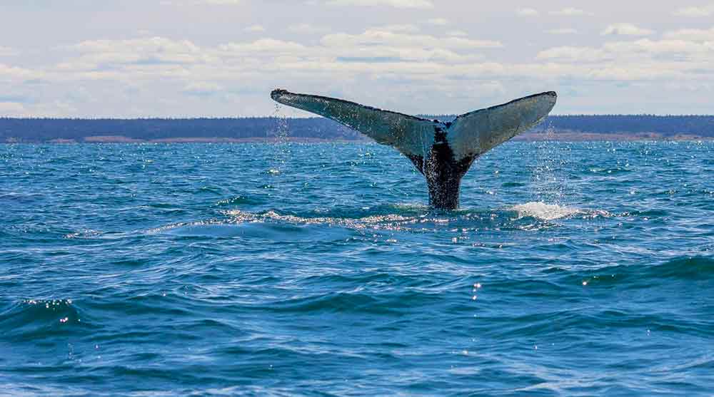 Whale Watching in Colombia’s Pacific -  Complete Guide to Watching Whales in Colombia 4