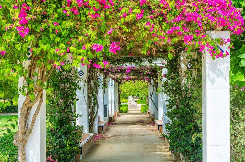     Query successful

Gemini said

This is such a gorgeous shot of the park! Here is the alt text with your new keyword naturally included:

Alt Text:
A peaceful, sunlit walkway in Parque de María Luisa lined with white columns and shaded by a lush canopy of bright pink bougainvillea. This scenic garden path, with its tiled benches and greenery, is one of the most relaxing things to see in Seville.