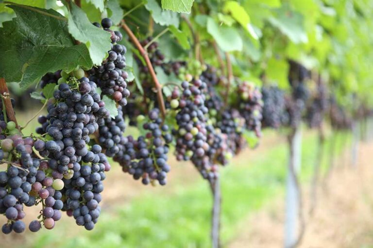 How To Visit 3 Vineyards Near Brno On An Easy Self-Guided Wine Tour, Czech Republic   