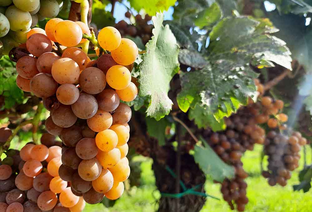 How To Visit 3 Vineyards Near Brno On An Easy Self-Guided Wine Tour, Czech Republic 5 Close up of red grapes and vine leaves.