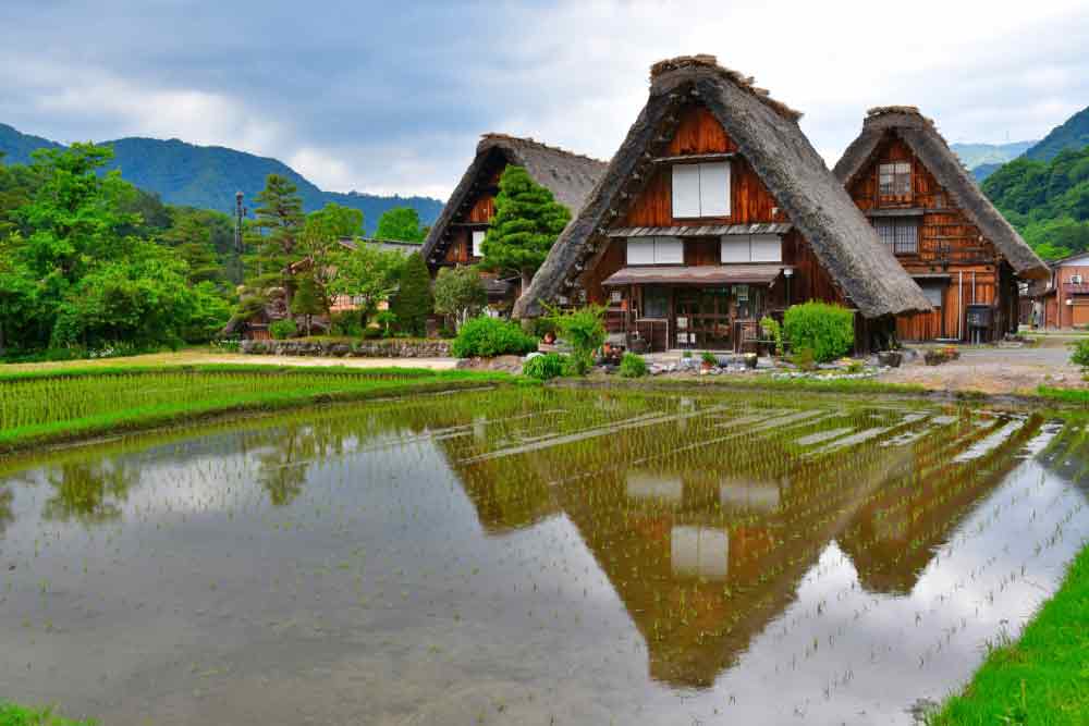 Shirakawa-go & Gokayama in Japan featuring the traditional houses with steeply pitched thatched roofs surrounded by rice fields