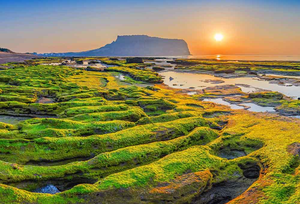 Jeju Volcanic Island in Korea featuring a rock covered in moss during sunset