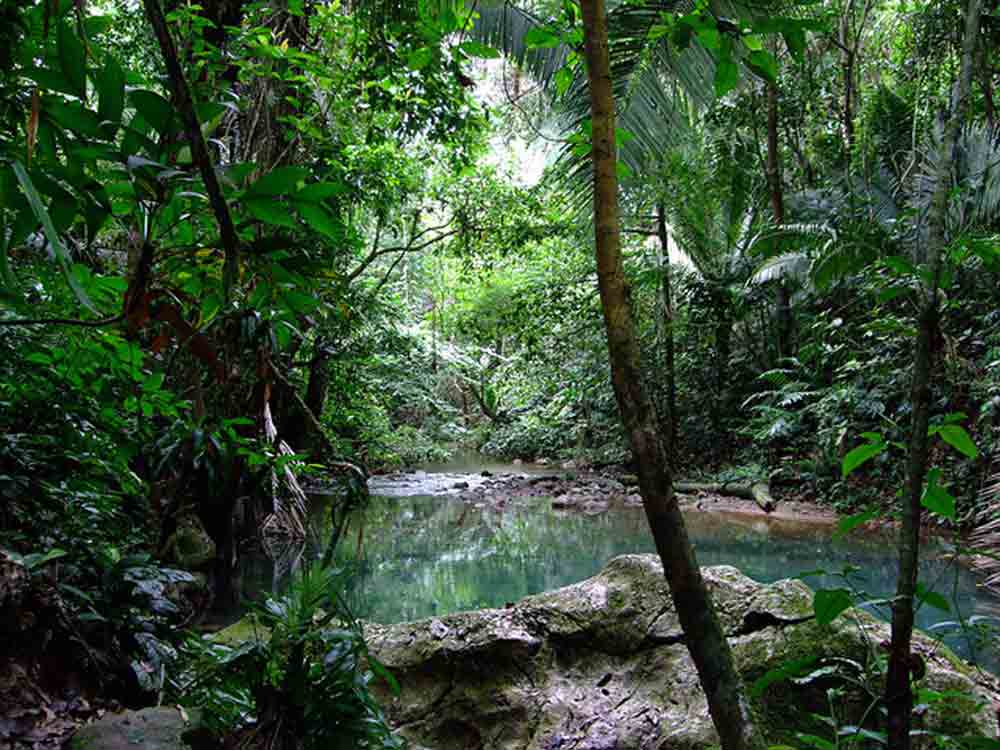 The jungle hike leads to a cave entrance with water, surrounded by lush trees and plants.
