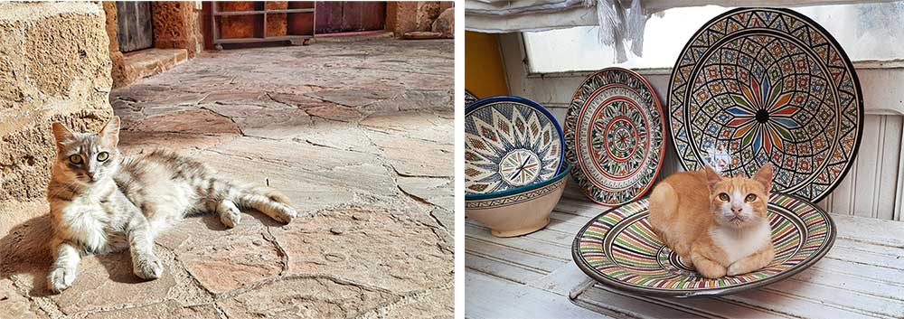 Essaouira is filled with cats. the image on the left shows a small grey cat sat on the floor next to a wall in the sun. The photo on the right shows a small giner cat curned up in a ceramic bowl. self-guided 10 days Morocco itinerary from Casablanca to Marrakech 