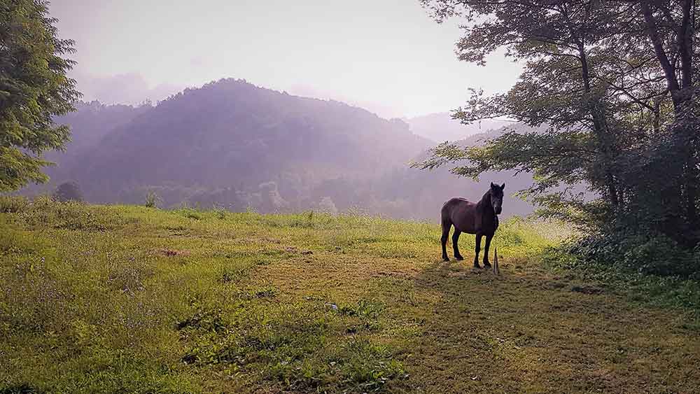 A horse standing at the Korenica village, features a lush green trees and view of the mountains